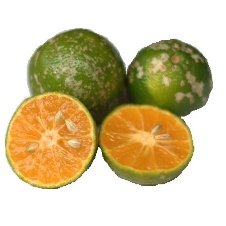 Limón Mandarino X Kilo Limón Mandarino X Kilo